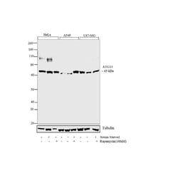 Invitrogen ATG14 Recombinant Rabbit Monoclonal Antibody (10H20L14) 100 &mu;g | Buy Online | Invitrogen&trade; | Fisher Scientific