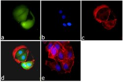 Invitrogen SMAD4 Recombinant Rabbit Monoclonal Antibody (10H10L15) 100