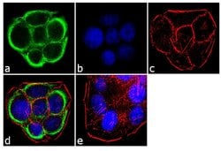 Invitrogen TGFBR2 Recombinant Rabbit Monoclonal Antibody (16H2L4) 100 &mu;g;