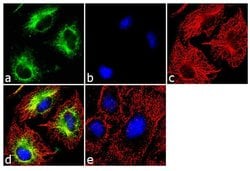 Invitrogen&trade;&nbsp;ATG12 Recombinant Rabbit Monoclonal Antibody (20H24L24)