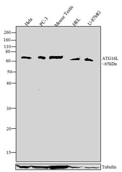 Invitrogen ATG16L1 Recombinant Rabbit Monoclonal Antibody (17H32L7) 100 &mu;g | Buy Online | Invitrogen&trade; | Fisher Scientific