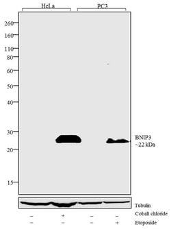 Invitrogen BNIP3 Recombinant Rabbit Monoclonal Antibody (8H14L2) 100 &mu;g;