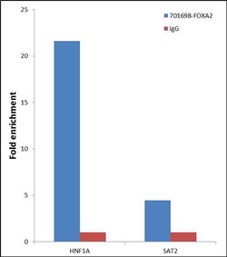 Invitrogen FOXA2 Recombinant Rabbit Monoclonal Antibody (9H5L7) 100 &mu;g;