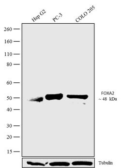 Invitrogen FOXA2 Recombinant Rabbit Monoclonal Antibody (9H5L7) 100 &mu;g;