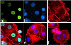 Invitrogen Phospho-IRS1 (Ser616) Recombinant Rabbit Monoclonal Antibody