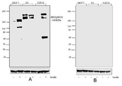 Invitrogen Phospho-IRS1 (Ser616) Recombinant Rabbit Monoclonal Antibody