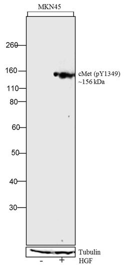 Invitrogen Phospho-c-Met (Tyr1349) Recombinant Rabbit Monoclonal Antibody