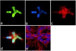 Invitrogen H3K4me1 Recombinant Rabbit Monoclonal Antibody (1H4L31) 100