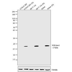 Invitrogen H3K4me1 Recombinant Rabbit Monoclonal Antibody (1H4L31) 100