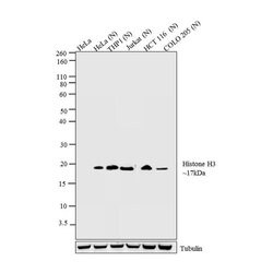 Invitrogen H3K4me2 Recombinant Rabbit Monoclonal Antibody (24H8L19), ChIP-Verified