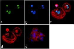 Invitrogen H3K4me2 Recombinant Rabbit Monoclonal Antibody (24H8L19), ChIP-Verified