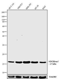 Invitrogen H3K36me1 Recombinant Rabbit Monoclonal Antibody (14H6L21) 100