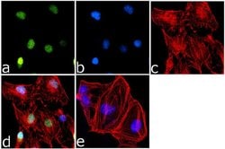 Invitrogen H3K36me1 Recombinant Rabbit Monoclonal Antibody (14H6L21) 100
