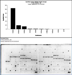 Invitrogen H3K36me1 Recombinant Rabbit Monoclonal Antibody (14H6L21) 100