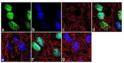 Invitrogen&trade;&nbsp;H3K36me2 Recombinant Rabbit Monoclonal Antibody (2H23L14)