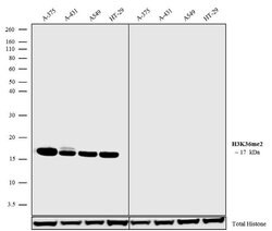 Invitrogen H3K36me2 Recombinant Rabbit Monoclonal Antibody (2H23L14) 100 &mu;g | Buy Online | Invitrogen&trade; | Fisher Scientific
