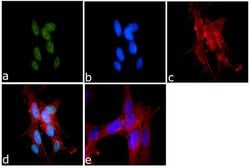 Invitrogen H3K9me1 Recombinant Rabbit Monoclonal Antibody (9H11L2) 100
