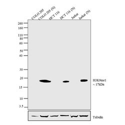 Invitrogen H3K9me1 Recombinant Rabbit Monoclonal Antibody (9H11L2) 100