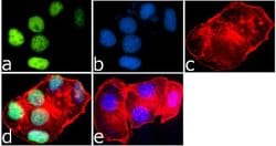 Invitrogen&trade;&nbsp;H4K8ac Recombinant Rabbit Monoclonal Antibody (8H5L4), ChIP-Verified
