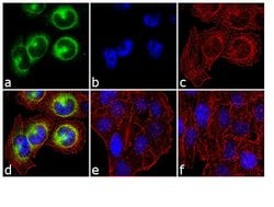 Invitrogen&trade;&nbsp;Phospho-CDK1 (Thr14, Tyr15) Recombinant Rabbit Monoclonal Antibody (17H29L7)