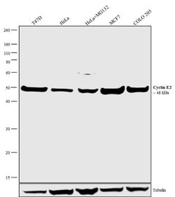 Invitrogen Cyclin E2 Recombinant Rabbit Monoclonal Antibody (3H48L14) 100 &mu;g | Buy Online | Invitrogen&trade; | Fisher Scientific