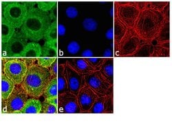 Kindlin Recombinant Rabbit Monoclonal Antibody (7H7L9):Antibodies, Recombinant