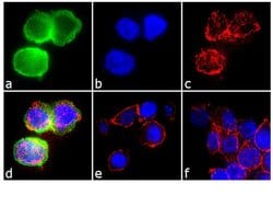 Invitrogen CIS Recombinant Rabbit Monoclonal Antibody (5H6L11) 100 &mu;g;