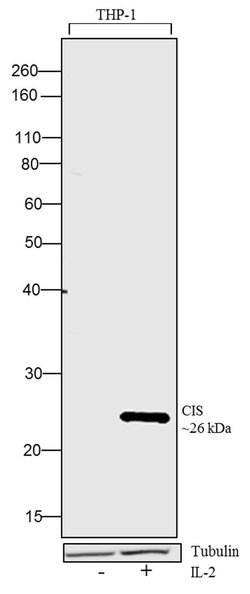 Invitrogen CIS Recombinant Rabbit Monoclonal Antibody (5H6L11) 100 &mu;g;
