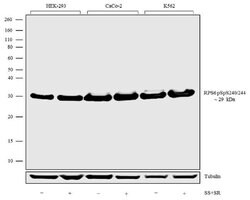 Invitrogen Phospho-S6 (Ser240, Ser244) Recombinant Rabbit Monoclonal Antibody