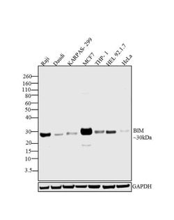 Invitrogen Bim Recombinant Rabbit Monoclonal Antibody (8H1L4) 100 &mu;g;