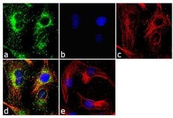 Invitrogen WNT2B Recombinant Rabbit Monoclonal Antibody (17H30L23) 100