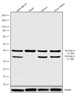 Invitrogen WNT2B Recombinant Rabbit Monoclonal Antibody (17H30L23) 100