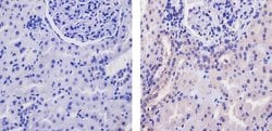 Invitrogen WNT2B Recombinant Rabbit Monoclonal Antibody (17H30L23) 100