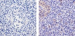 Invitrogen WNT2B Recombinant Rabbit Monoclonal Antibody (17H30L23) 100