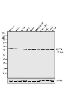 Invitrogen WNT4 Recombinant Rabbit Monoclonal Antibody (9H2L10) 100 &mu;g;
