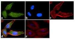 ATG4B Recombinant Rabbit Monoclonal Antibody (1HC6LC10):Antibodies, Recombinant