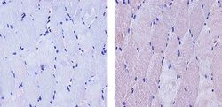ATG4B Recombinant Rabbit Monoclonal Antibody (1HC6LC10):Antibodies, Recombinant