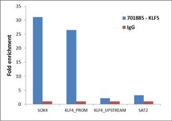 Invitrogen KLF5 Recombinant Rabbit Monoclonal Antibody (23H10L5) 100 &mu;g;