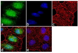 Invitrogen KLF5 Recombinant Rabbit Monoclonal Antibody (23H10L5) 100 &mu;g;