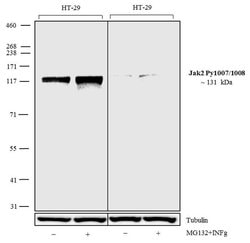 Invitrogen Phospho-JAK2 (Tyr1007, Tyr1008) Recombinant Rabbit Monoclonal