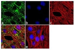 Invitrogen Sca-1 Recombinant Rabbit Monoclonal Antibody (7 H4L3) 100 &mu;g;