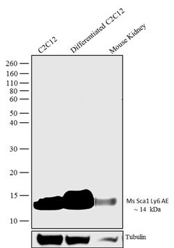 Invitrogen Sca-1 Recombinant Rabbit Monoclonal Antibody (7 H4L3) 100 &mu;g;