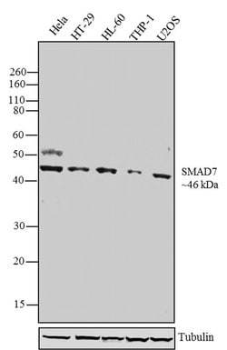 Invitrogen SMAD7 Recombinant Rabbit Monoclonal Antibody (17H18L23) 100