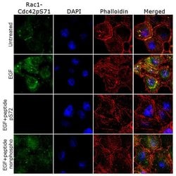 Invitrogen Phospho-RAC1/CDC42 (Ser71) Recombinant Rabbit Monoclonal Antibody