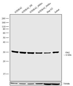 Invitrogen OTX2 Recombinant Rabbit Monoclonal Antibody (14H14L5) 100 &mu;g;