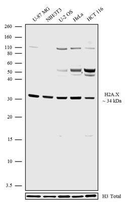 Invitrogen Histone H2A.X Recombinant Rabbit Monoclonal Antibody (1H65L16)