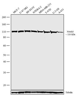 Invitrogen NOTCH3 Recombinant Rabbit Monoclonal Antibody (4H5L17) 100 &mu;g;