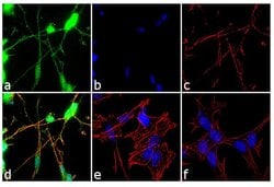 Invitrogen&trade;&nbsp;NF-H Recombinant Rabbit Monoclonal Antibody (4H6L2)