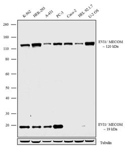 Invitrogen EVI1 Recombinant Rabbit Monoclonal Antibody (11H41L13) 100 &mu;g;