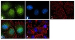 Invitrogen Annexin A1 Recombinant Rabbit Monoclonal Antibody (7H46L26)